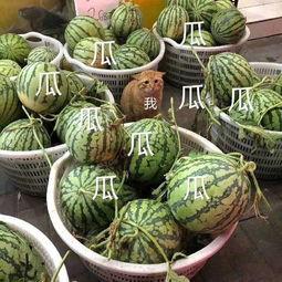 娱乐瓜吃瓜最新,揭秘明星背后的秘密与真相