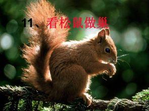 娱乐吃瓜小松鼠小说