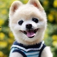 娱乐吃瓜宠物小说