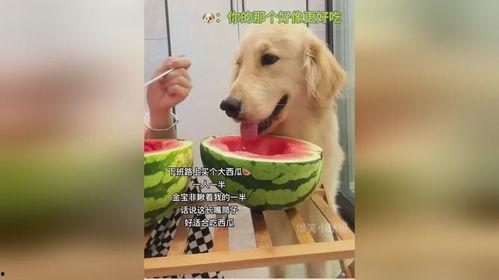 吃瓜娱乐狗,揭秘娱乐圈背后的那些事儿